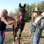 Nose to Toes Certified Acupressure Practitioner Bridget Stumbaugh, left, applies finger pressure to a meridian point on Laurie Corson’s horse Nova to aid in releasing pain caused by an injury and restore the body's qi, or positive energy flow. Aroma therapy with therapeutic herbal oils also helped turn the usually nervous horse into a relaxed and happy equine. (Karen Griffiths/for Peninsula Daily News)