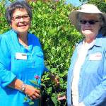 Sally Tysver, Class of 1991 -- the longest serving Clallam County Master 

Gardener -- is pictured with fellow Master Gardener, Barbara Heckard, class of 2013 on the left.. Tysver celebrates 30 years of service this year.