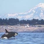 Mount Baker provides a spectacular backdrop for K20, a female born in 1986. Orcas can swim 75 miles a day and more, with bursts of speed up to 30 mph, and are capable of diving deeper than 3,000 feet. (Steve Ringman/The Seattle Times)