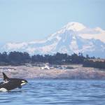 An orca photo with Mount Baker as the backdrop is among the images in Orca: Shared Waters, Shared Home, the new exhibition at the Port Townsend Marine Science Center. (photo by Steve Ringman)