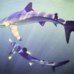 Blue sharks swim the Gulf of Maine in Bill Curtsingers photograph on display at Port Townsends Grover Gallery. (Photo by Bill Curtsinger)