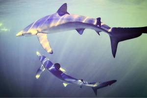 Blue sharks swim the Gulf of Maine in Bill Curtsingers photograph on display at Port Townsends Grover Gallery. (Photo by Bill Curtsinger)