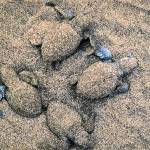 Olive ridley turtle hatchlings make their way toward the Pacific Ocean in one of Bill Curtsingers classic photographs at the Grover Gallery in downtown Port Townsend. (Photo by Bill Curtsinger)