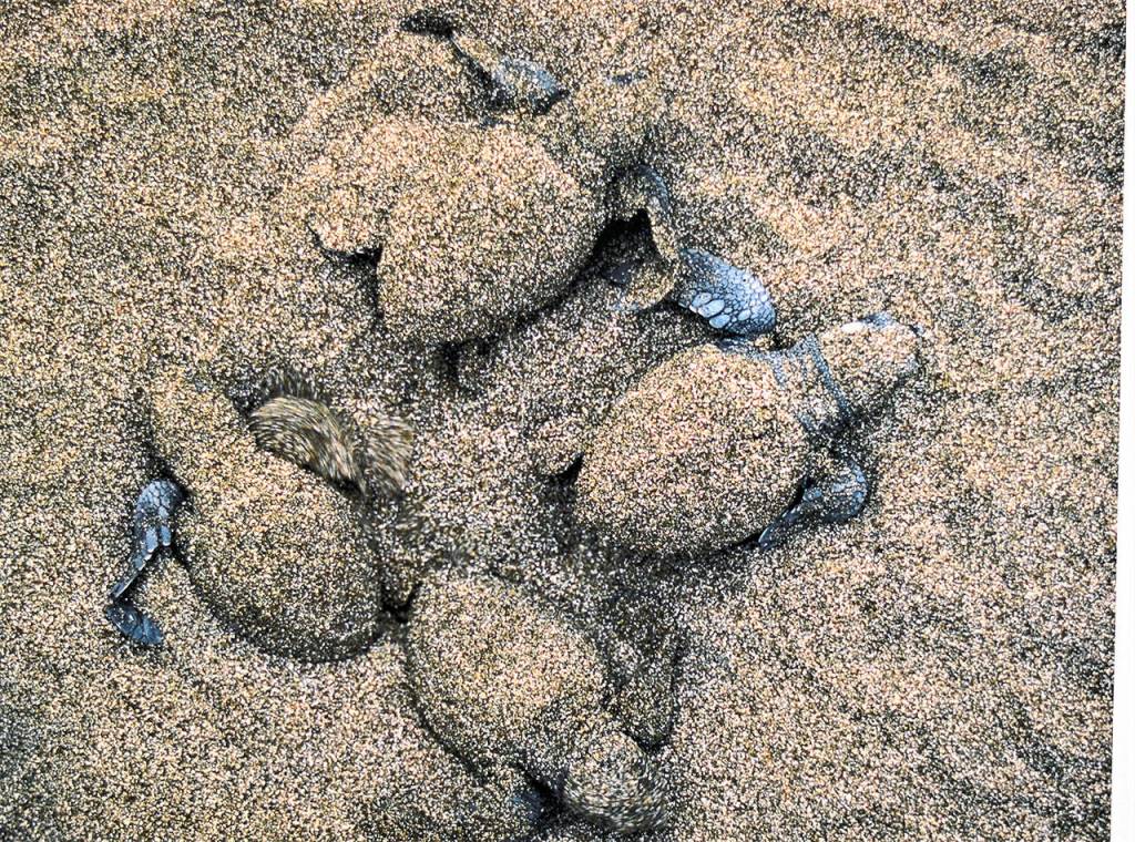 Olive ridley turtle hatchlings make their way toward the Pacific Ocean in one of Bill Curtsingers classic photographs at the Grover Gallery in downtown Port Townsend. (Photo by Bill Curtsinger)