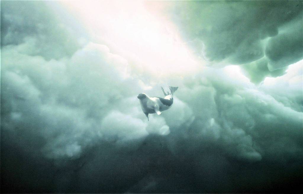 Photographer Bill Curtsinger captured a harp seal diving in the Gulf of St. Lawrence. (Photo by Bill Curtsinger)