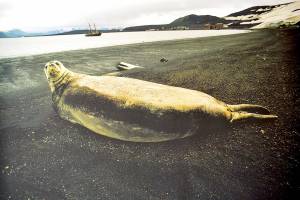 A harp seal lying beside the Gulf of St. Lawrence is among the images in Bill Curtsinger's show at the Grover Gallery  in Port Townsend through Oct. 31. photo by Bill Curtsinger