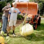 Duane Grego, left, and Dan Welden check the scales on Weldens winning pumpkin at 166.2 pounds Sunday. A giant pumpkin contest is conducted each year at the Evergreen Country Estates neighborhood on Goss Road south of Port Angeles. Welden, who started the contest 14 years ago, gives each of his neighbors special pumpkin sprouts he has started from seeds from the Northwest Giant Pumpkin Growers Association. The growing season starts around May 1 and the neighbors gather for a weigh-in and to have a pumpkin potluck party this time of year. Only one pumpkin weighed more than 100 pounds out of the dozen entries. (Dave Logan/For Peninsula Daily News)