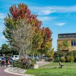 Red and orange hues mean change is coming as shown on these trees on Water Street next to Pope Marine Park in downtown Port Townsend. (Steve Mullensky/for Peninsula Daily News)