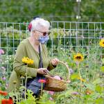 Margaret More of Port Townsend cuts flowers at Wilderbee Farm, one of eight locations open during the Jefferson County Farm Tour this Saturday and Sunday. (Diane Urbani de la Paz/Peninsula Daily News)