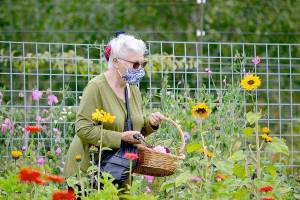 Margaret More of Port Townsend cuts flowers at Wilderbee Farm, one of eight locations open during the Jefferson County Farm Tour this Saturday and Sunday. (Diane Urbani de la Paz/Peninsula Daily News)