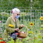 Margaret More of Port Townsend cuts flowers at Wilderbee Farm, one of eight locations open during the Jefferson County Farm Tour this Saturday and Sunday. (Diane Urbani de la Paz/Peninsula Daily News)