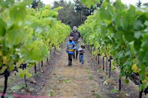 Sailor Vineyards Gene Africa and sons Owen, 6, and Eamon, 3, take a walk among the vines during Saturdays farm tour. (Diane Urbani de la Paz/Peninsula Daily News)