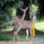 If a plan to control the deer population in Sunland is approved by Sunland Owners Association’s board of directors, deer would be reduced to 22 allowed to live in the area with state officials trapping and euthanizing the deer before donating the meat to local food banks. Matthew Nash/Olympic Peninsula News Group