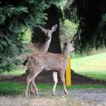 If a plan to control the deer population in Sunland is approved by Sunland Owners Association’s board of directors, deer would be reduced to 22 allowed to live in the area with state officials trapping and euthanizing the deer before donating the meat to local food banks. Matthew Nash/Olympic Peninsula News Group