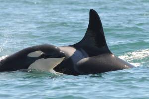 L47 (Marina) pictured with her youngest son, L115 (Mystic) in 2011. (Center for Whale Research)