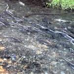 Salmon rest in a side channel of the Dungeness River at Railroad Bridge Park in Sequim on Thursday. Thousands of the fish were making their way upriver to their spawning grounds. (Keith Thorpe/Peninsula Daily News)