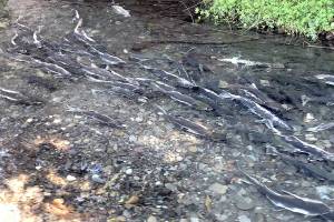 Salmon rest in a side channel of the Dungeness River at Railroad Bridge Park in Sequim on Thursday. Thousands of the fish were making their way upriver to their spawning grounds. (Keith Thorpe/Peninsula Daily News)