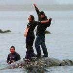 FILE - In this May 17, 1999, file photo, two Makah Indian whalers stand atop the carcass of a dead gray whale moments after helping tow it close to shore in the harbor at Neah Bay, Wash. Earlier in the day, Makah Indians hunted and killed the whale in their first successful hunt since voluntarily quitting whaling over 70 years earlier. Two decades after the Makah Indian tribe in the northwestern corner of Washington state conducted its last legal whale hunt from a hand-carved canoe, lawyers, government officials and animal rights activists will gather in a small hearing room in Seattle to determine whether the tribe will be allowed once again to harpoon gray whales as its people had done from time immemorial. (AP Photo/Elaine Thompson, File)