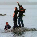 In this May 17, 1999 photo, two Makah Indian whalers stand atop the carcass of a dead gray whale moments after helping tow it close to shore in the harbor at Neah Bay, Wash. Earlier in the day, Makah Indians hunted and killed the whale in their first successful hunt since voluntarily quitting whaling over 70 years earlier. Two decades after the Makah Indian tribe in the northwestern corner of Washington state conducted its last legal whale hunt from a hand-carved canoe, lawyers, government officials and animal rights activists will gather in a small hearing room in Seattle to determine whether the tribe will be allowed once again to harpoon gray whales as its people had done from time immemorial. (AP Photo/Elaine Thompson)