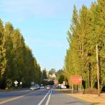The Sims Way entrance to Port Townsend is lined with scores of Lombardy poplars  alongside power lines and the Boat Haven. The city and port plan to remove the trees to make room for boatyard expansion. (Diane Urbani de la Paz/Peninsula Daily News)