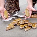Washington Department of Fish and Wildlife
Stormy weather during late September didnt stop razor clam diggers from harvesting more than 1 million clams.