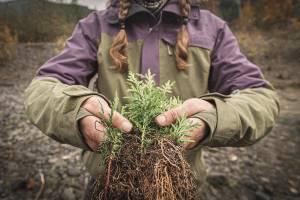 Organizers of the annual Orca Recovery Week are seeking volunteers for a number of projects in early October. (Photo by Brennen Bartlett)