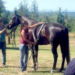 Photo by Karen Griffiths

Cutline; To promote healing caused by an injury Dayna  Killam performs pulsed electromagnetic field therapy on Nova, a horse owned by Lori Colson George during an Olympic Peninsula Equine Network fundraising event held at Layton Hill Horse Camp in Sequim.