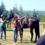 To promote healing of an injury, Dayna Killam performs pulsed electromagnetic field therapy on Nova, a horse owned by Lori Colson George, during an Olympic Peninsula Equine Network fundraising event held at Layton Hill Horse Camp in Sequim. (Karen Griffiths/for Peninsula Daily News)