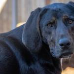 Hank the 16-month-old hound is the sweetest loving little boy ever, according to Melanie Marshall of WAG, Sequims rescue and rehabilitation non-profit. She said that Hank wasnt abused  he was just living with people who didnt have the capability to take care of him the way he needs. Keeping him exercised is his main thing. He loves other dogs and he loves people. (Sequim Gazette photo by Emily Matthiessen)