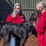 Hank the hound gives Joy Brown a kiss from the agility equipment that she and her husband Cliff Brown built at WAG in Sequim. Vice President Deb Bemm stands behind Franco the hound. Both young dogs need lots of exercise, Brown and Bemm said. They have a dedicated dog walker as well as other volunteers who play and exercise them. (Emily Matthiessen/Olympic Peninsula News Group)