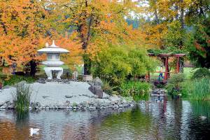 A dog walker crosses a foot bridge on Wednesday at the Japanese garden at Carrie Blake Park in Sequim. The park, a tribute to Sequims sister city, Yamasaki, Hyōgo, Japan, now part of Shisō City, is a popular place of tranquility in the bustle of the city. (Keith Thorpe/Peninsula Daily News)