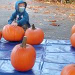 Keith Thorpe/Peninsula Daily News
Six-year-old Rocky Bright of Port Angeles picks his pumpkin at the start of a pumpkin carving workshop hosted by the Port Angeles Fine Arts Center on Saturday. The event was part of the center's Celebration of Shadows Fall Festival, which included carved pumpkin judging, a shadow puppet theater workshop and the "Chasing Shadows" gallery show.