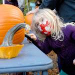 Tziporah Chastain, 4, of Port Angeles peers inside as she scrapes the inner contents of a pumpkin she is about to carve during a pumpkin carving workshop hosted by the Port Angeles Fine Arts Center on Saturday. The event was part of the centers Celebration of Shadows Fall Festival, which included carved pumpkin judging, a shadow puppet theater workshop and the Chasing Shadows gallery show. (Keith Thorpe/Peninsula Daily News)