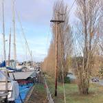 The elderly Lombardy poplars, slated for removal, stand near the boatyard and the power lines along Sims Way in Port Townsend. (Port of Port Townsend)