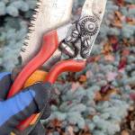 Andrew May/For Peninsula Daily News
Wearing my nice, dry gloves while preparing to prune with my orchard saw and good pruners — vital components as the next several months are the perfect time to prune. They make wonderful gifts.