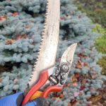 Wearing my nice, dry gloves while preparing to prune with my orchard saw and good pruners  vital components as the next several months are the perfect time to prune. They make wonderful gifts. (Andrew May/For Peninsula Daily News)