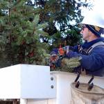 Keith Thorpe/Peninsula Daily News
Port Angeles Parks & Recreation Department employee Eli Hammel strings lholiday lights on the branches of the downtown Port Angeles Christmas Tree on Tiuesday at the Conrad Dyar Memorial Fountain. The tree, acquired from the Port of Port Angeles, will be adorned with about 10,000 lights and will remain lit through the holiday season. Because of COVID-19, there will be no formal ceremony to light the tree this year.