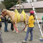 PHOTO courtesy of WASART

Cutline: A Washington State Animal Response Team tends to Tango,  a horse who’d lain down in his stall and wouldn’t get back up. They used a tripod to lift the horse, place on a glider and then maneuvered into a horse trailer for transport to an equine hospital.