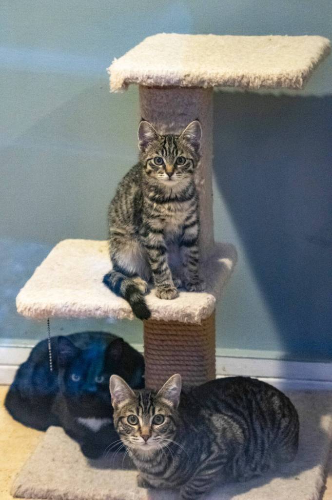 Cats at Olympic Peninsula Humane Society wait for their forever homes, or possibly, a foster home, as OPHS seeks more foster families in the community. (Emily Matthiessen/Olympic Peninsula News Group)
