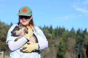 Farmer Jennings Briley of Foggy Hog Farm works with pigs of various ages at Port Townsends Foggy Hog Farm. (Diane Urbani de la Paz/Peninsula Daily News)