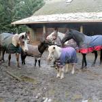 Jan Whitlow’s equine family gather around her in a circle wearing their new waterproof blankets to help protect them from freezing cold, wind and rain that would flatten their otherwise thick and fluffy winter top-coat that serves as an insulator to keep their bodies warm.  From left are Thunder, Mulla the mini-mule, Orion, Patch, Teddy and Shetland pony Belle. (Karen Griffiths/for Peninsula Daily News)