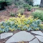 photo Andrew may       With the Arctic blast coming many sensitive plants could be at risk and require a vegetative mulch on top of them. Here I took the opportunity to make a decorative display  as the thermal mulch over our Gunnera. December is the ideal time to prune your evergreens!