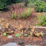 With the Arctic blast coming, many sensitive plants could be at risk. These plants require a vegetative mulch on top of them. (Andrew May/For Peninsula Daily News)