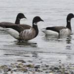 Brant hunting days were added in Clallam County by the Washington Department of Fish and Wildlife. (WDFW)
