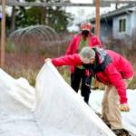 Barbara Tusting, foreground, works with fellow volunteers Kathy Ryan and Mark Paxton at the Quimper Grange food-bank garden, where greens are growing undercover. (Diane Urbani de la Paz/Peninsula Daily News)