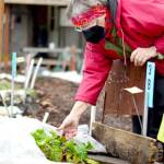 Kathy Ryan checks on salad greens at the Quimper Grange food-bank garden, one of 10 plots that provided thousands of pounds to local food banks last year. (Diane Urbani de la Paz/Peninsula Daily News)
