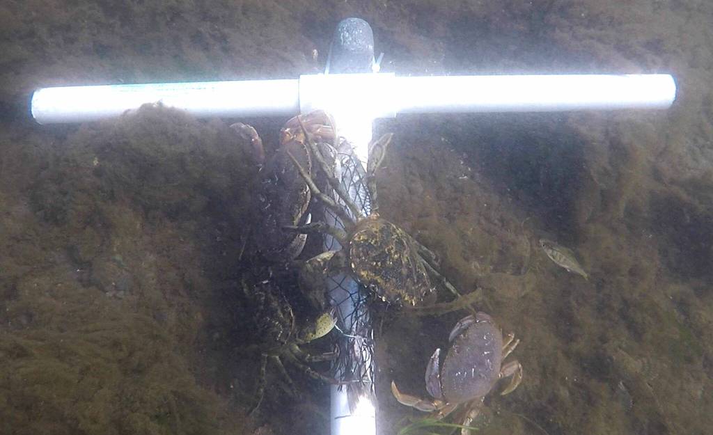 Continuing this year, staff with Makah Fisheries Management plan to continue underwater research of interaction between Dungeness crab and the invasive European green crab. (Photo courtesy Adrianne Akmajian/ Makah Fisheries Management)