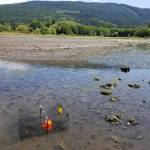 Along Sequim Bay, Neil Harrington, environmental biologist for the Jamestown SKlallam Tribe, reported 16 green crab captures after placing 963 traps through early November after not catching any green crabs in 2020. (Photo courtesy Neil Harrington/Jamestown SKlallam Tribe)