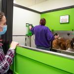 Sonnys Self Wash owner, Mary Kniskern looks on as Wilma Beckmann washes Fozzie, her 165 pound, 2-year-old St. Bernard. (Emily Matthiessen/Olympic Peninsula News Group)