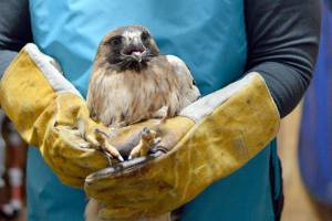 Cynthia Daily cradles an injured red-tailed hawk, one of the patients at Discovery Bay Wild Bird Rescue. Birds from across the North Olympic Peninsula receive care at Dailys avian hospital in Port Townsend. (Diane Urbani de la Paz/Peninsula Daily News)